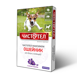 CHISTOTEL MAXIMUM collar for dogs (violet)